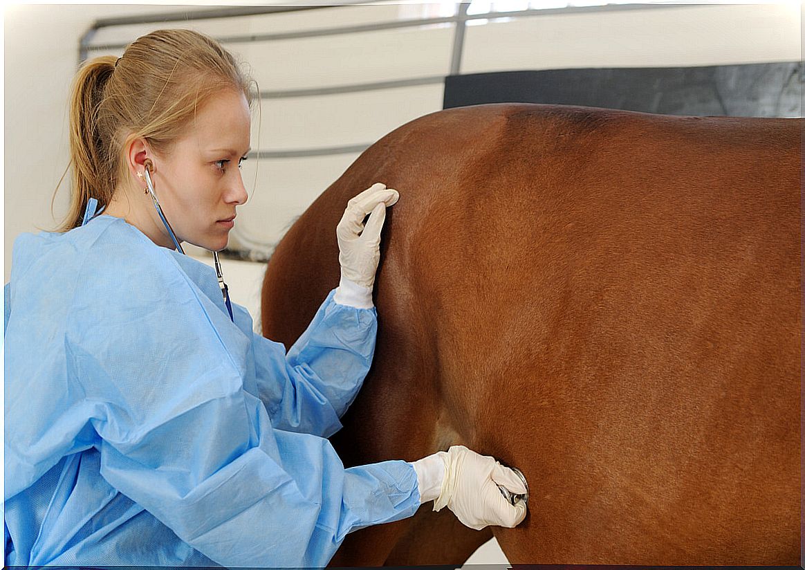 Equine adenitis can be fatal.