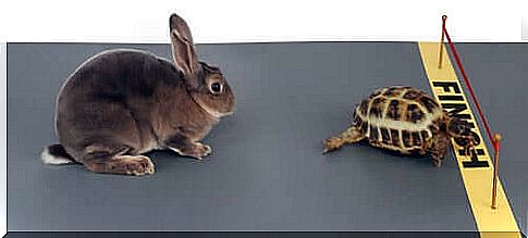 Fairy tales about hare and tortoise race animals