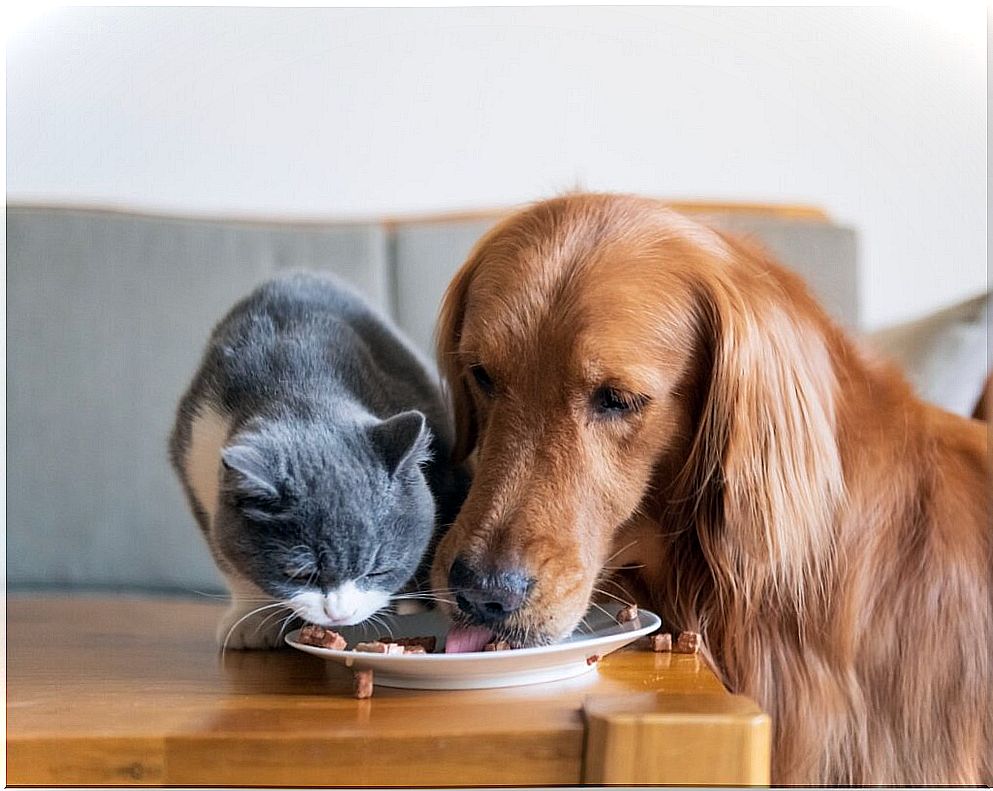 FEDIAF presents the new nutritional guidelines for dogs and cats