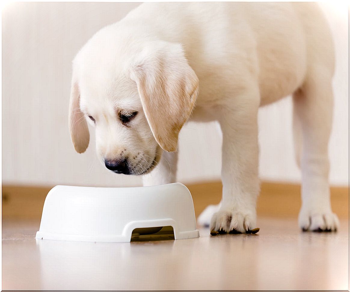 A dog eats food from a bowl.  FEDIAF.