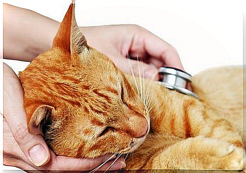 Feline rhinotracheitis: causes, symptoms and treatment