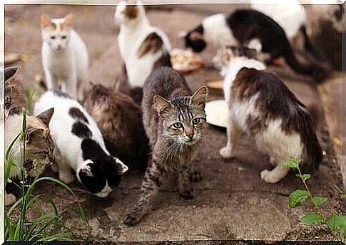 a group of stray cats on a staircase