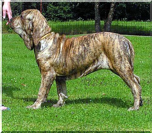 Fila brasileiro, an obedient and courageous dog