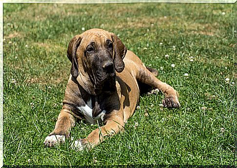 Fila Brasileiro lying on the lawn