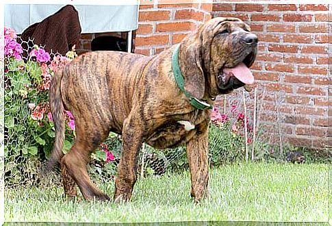 Fila brasileiro con la lingua di fuori