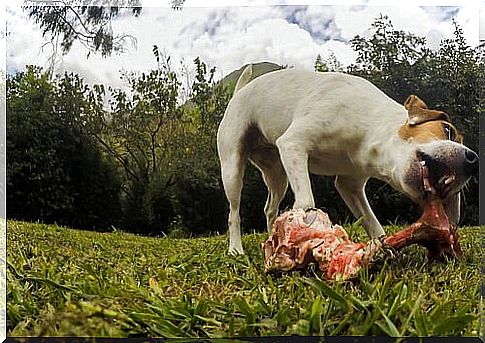 Dog biting a bone