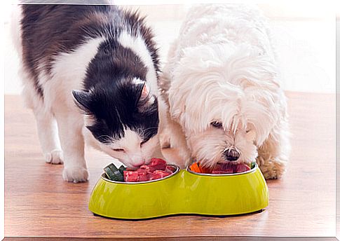 dog-and-cat-food