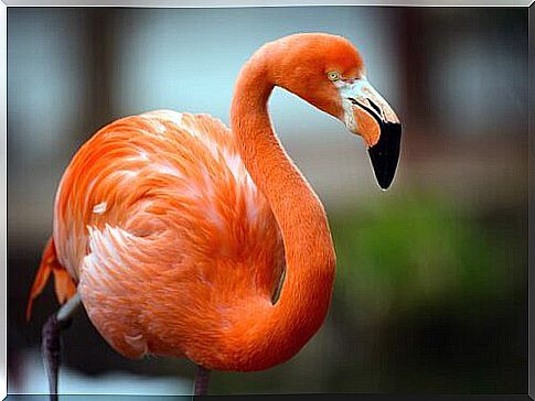 Flamingo - a fascinating and curious bird