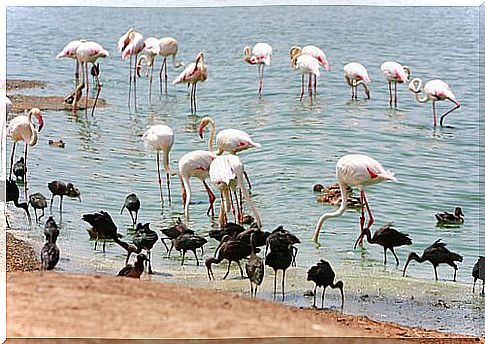 a group of pink flamingos get wet