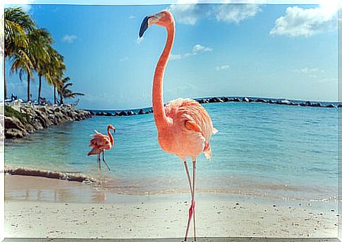 pink flamingos on a beach standing