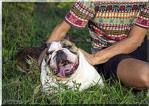 dog-lying-in-the-meadow