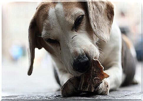 Food intolerance in dogs