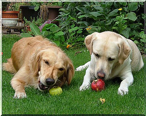 intolerant dogs eat apples