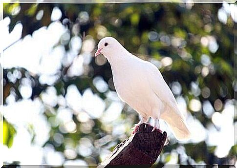 White dove