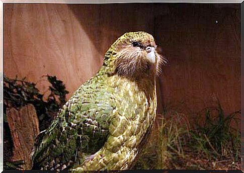 Giant parrot fossil discovered in New Zealand