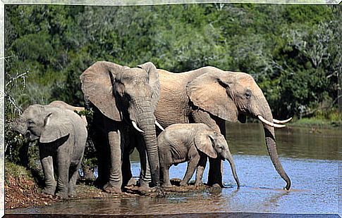 From Argentina to Africa: the story of the elephant doctor