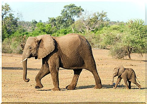 elephants in the savannah