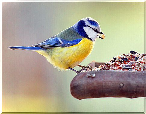 blue tit beak seeds