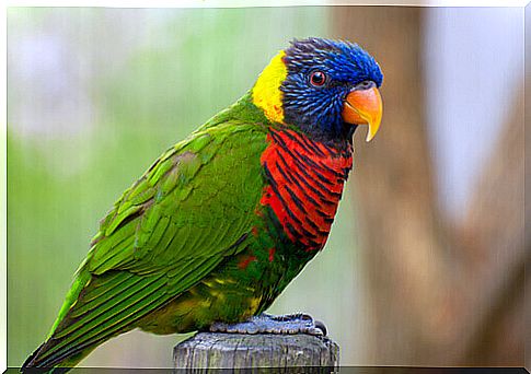 a colorful bird resting on a perch