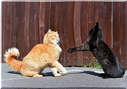 cats-fighting