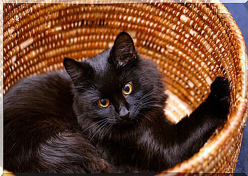 cat in basket