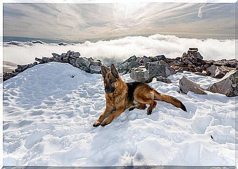 German shepherd rescued from the icy waters of a river in Russia