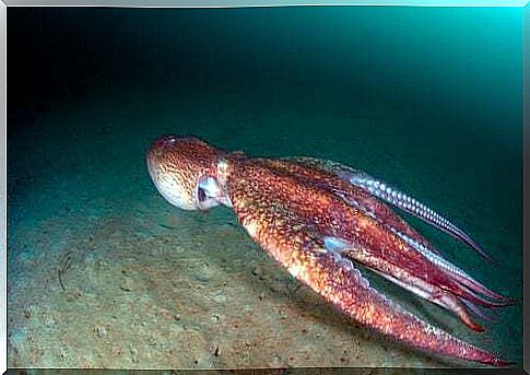 Characteristics of giant squid