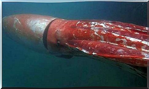 Giant squid sighting