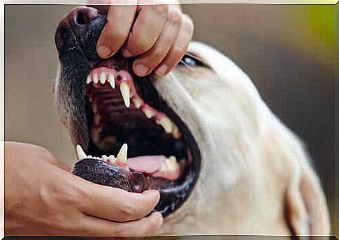 Gingivitis in dogs: symptoms and treatment