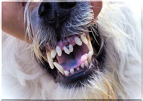 gingivitis in dogs