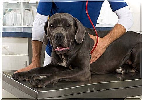 veterinary dog