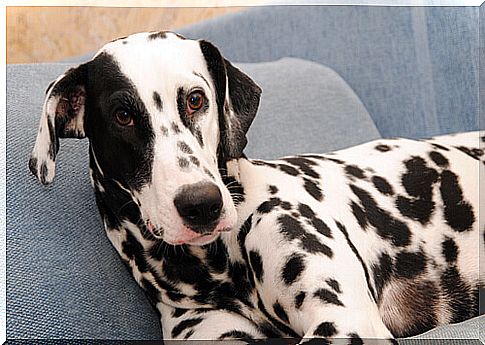 Dalmatian rests on a sofa