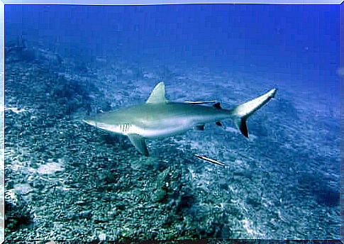 Gray shark: characteristics and habitat