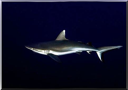 Specimen of gray shark swimming in the depths