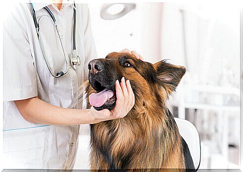 German shepherd at the vet