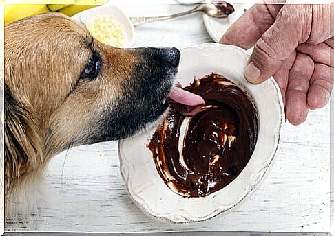 dog eats chocolate from bowl