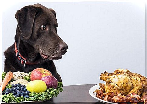 dog watching roast chicken