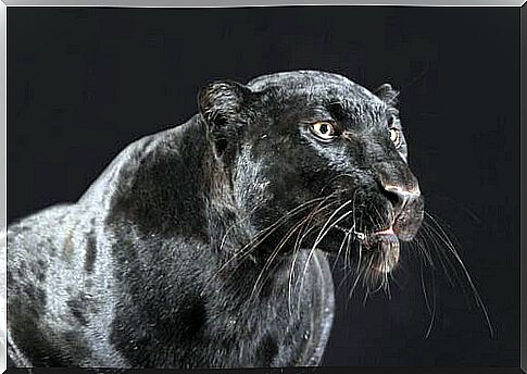 Black panther with black background 