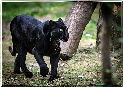 Black panther walking in the forest 