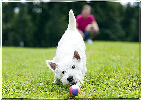 Dog plays with a ball