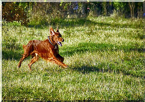 Red dog runs in the garden