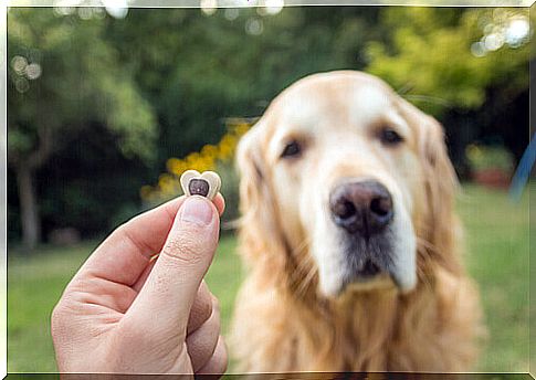 Master offers a treat to his dog