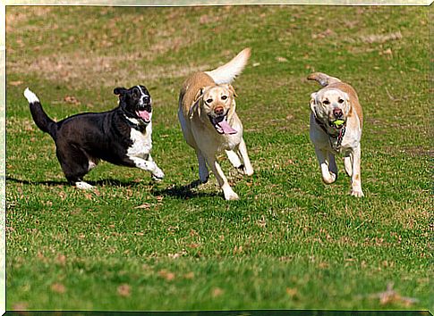 Dogs play in a park