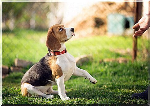 Beagle learns to paw