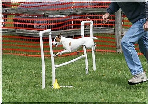 Dog jumps in an agility course