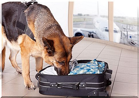 Dog smells suitcase