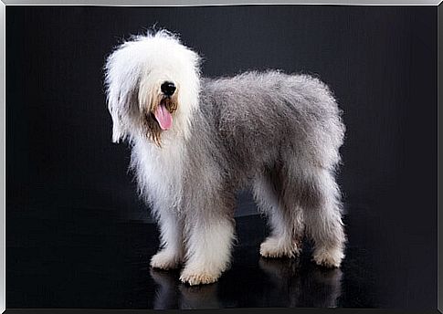 Here are the short-tailed dog breeds