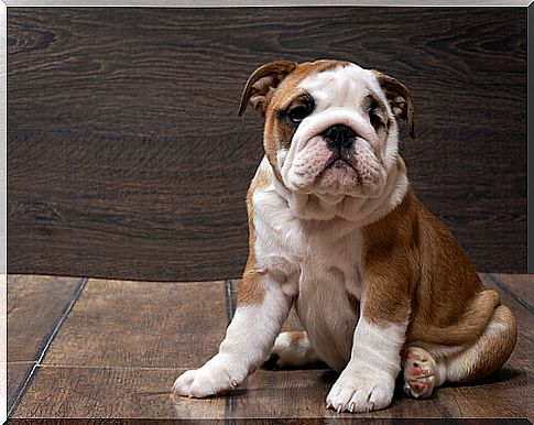 bulldog puppy sitting on the floor