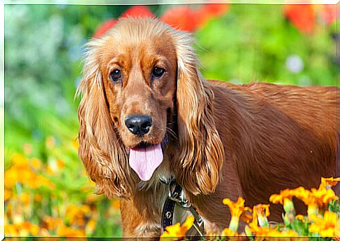 fawn-haired dog in the meadow