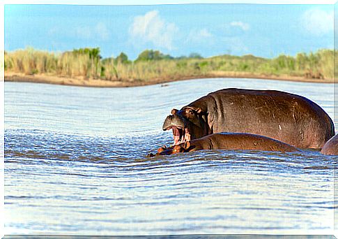 Hippo saves a zebra's life